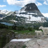 wild mountain goats